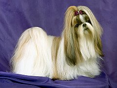Perfect Hair Day, Champion Shih Tzu